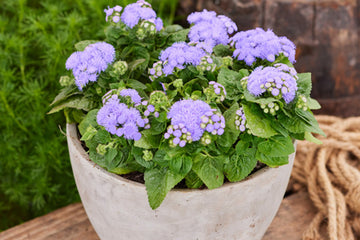 Ageratum Aloha Blue PLT