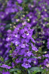 Angelonia Serena Blue PLT