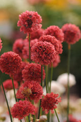Armeria Ballerina Red
