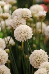 Armeria Ballerina White