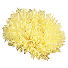 Aster Gala Yellow