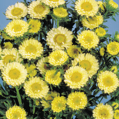 Aster Matsumoto Yellow