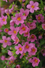 Bacopa Pinktopia MPLT