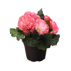 Begonia Nonstop Rose Picotee PLT