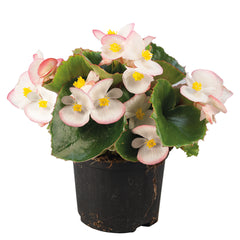 Begonia Super Olympia Bicolor White w/Pink edge PLT
