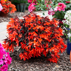 Begonia Bossa Nova Night Fever Papaya PLT