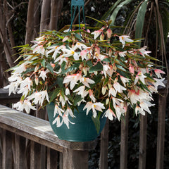 Begonia Bossa Nova Pure White PLT