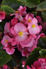 Begonia Megawatt Pink Green Leaf PLT