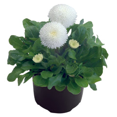 Bellis Tasso White PLT