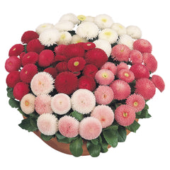Bellis Tasso Mix PLT
