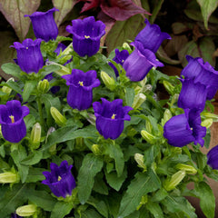 Campanula Appeal Deep Blue PLT.
