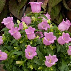Campanula Appeal Pink PLT