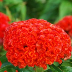 Celosia Chief Persimmon