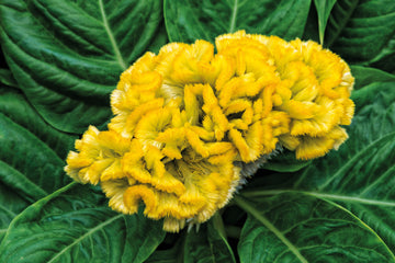 Celosia Brainiac Lightning Yellow
