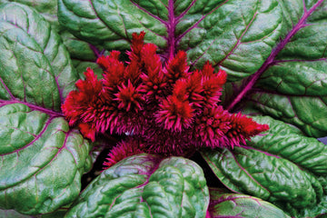 Celosia Brainiac Raven Red