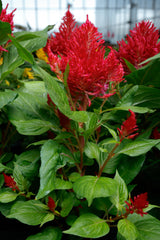 Celosia plumosa Flamma Red