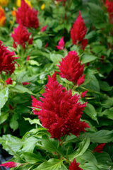 Celosia plumosa Flamma Rose