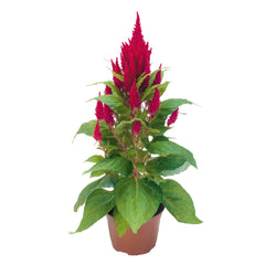 Celosia Fresh Look Red