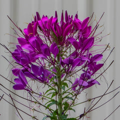 Cleome Sparkler 2.0 Purple