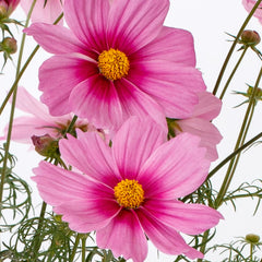 Cosmos Apollo Pink Blush