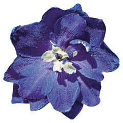 Delphinium Pacific Giants King Arthur