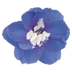 Delphinium Magic Fountains Mid-Blue White Bee