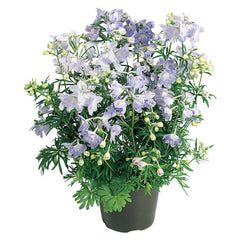 Delphinium Summer Blues