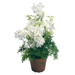 Delphinium Summer Stars