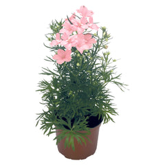 Delphinium Summer Morning Pink