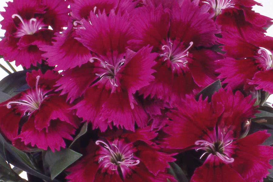 chiba plante Dianthus Chiba Purple – Vis Seed