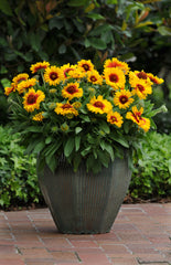 Gaillardia Mesa Bright Bi-Color