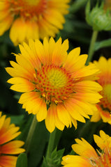Gaillardia Mesa Peach