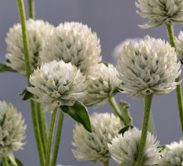 Gomphrena Ping Pong White