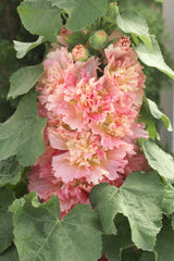 Hollyhock Spring Celebrities Apricot