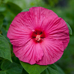 Hibiscus Honeymoon Rose