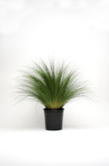 Stipa Pony Tails, MPLT