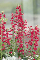 Lobelia Fan Burgundy PLT