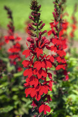 Lobelia Fan Scarlet PLT
