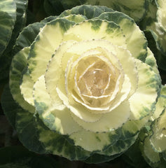 Ornamental Cabbage Condor Pure White