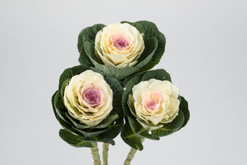 Ornamental Cabbage Condor White