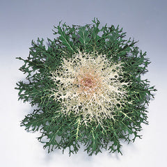 Ornamental Kale Peacock White