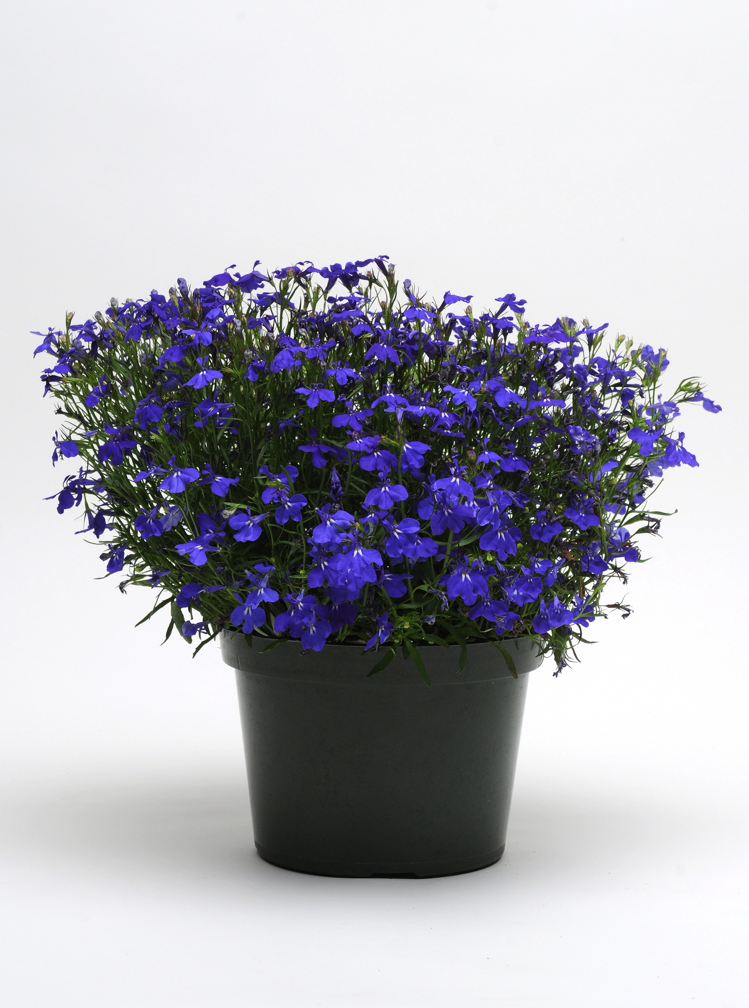 Lobelia Riviera Midnight Blue Vis Seed 