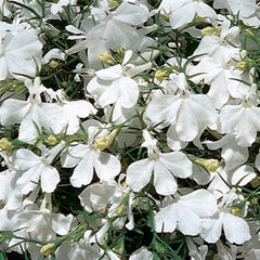 Lobelia Riviera White MPLT