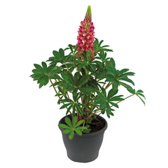 Lupinus Lupini Red Shades