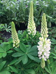 Lupinus Lupini White Shades