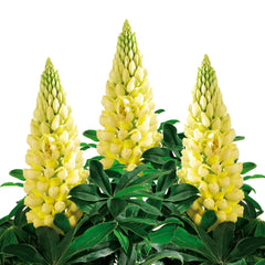 Lupinus Lupini Yellow Shades