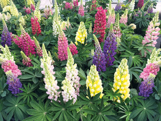 Lupinus Lupini Mixture