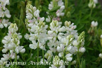 Lupinus Avalune White