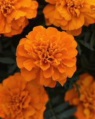 Marigold Bonanza Deep Orange DTL