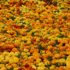 Marigold Zenith Mix DTL